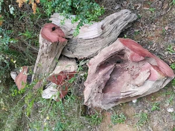 紅椿木根雕工藝改造記