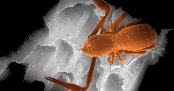 科學家深入地球“生命禁區”,採集到植物種子,重新整理對生命的認知 科學家深入地球“生命禁區”,採集到植物種子,重新整理對生命的認知