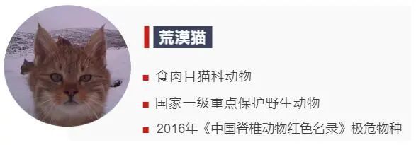 動物們的溫情瞬間,你被哪個所打動? 動物們的溫情瞬間,你被哪個所打動?