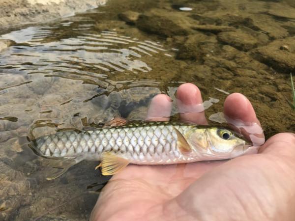 常被人看成是“草魚”,但價格是草魚的8倍,人稱“水中精靈” 常被人看成是“草魚”,但價格是草魚的8倍,人稱“水中精靈”
