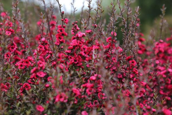 雙11花草“值得買”清單,共16種,後3種“吉祥如意”,重點關注 雙11花草“值得買”清單,共16種,後3種“吉祥如意”,重點關注