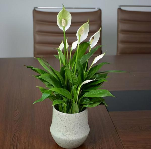 家中養什麼花?別錯過“這5種”,四季賞花,四季常青,淨化空氣 家中養什麼花?別錯過“這5種”,四季賞花,四季常青,淨化空氣