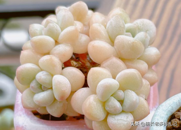 多肉新品“種草”——泡泡糖和達芙妮，顏色粉嫩通透，確實好迷人