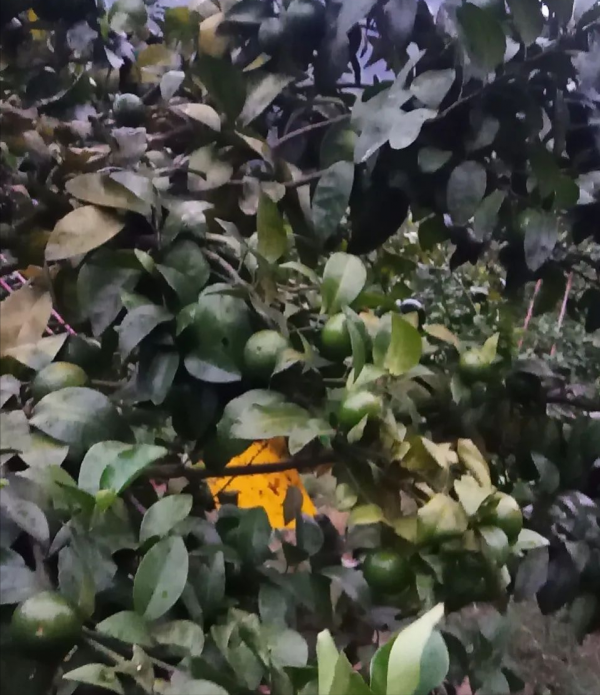 打2次炭疽病藥，落果還是止不住？多思考+精打細算才能精確防治