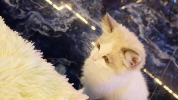 陶白白說的，獅子座