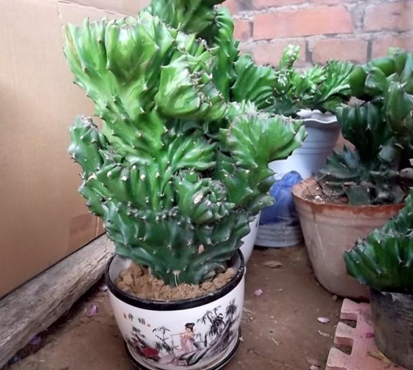 玉麒麟的生長奧秘 玉麒麟的生長奧秘