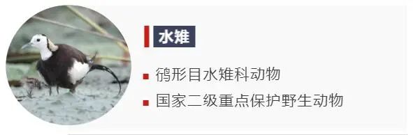 它們是這樣“做作業”的…… 它們是這樣“做作業”的……