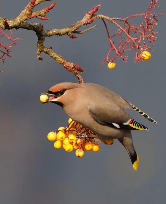 100幅美麗的鳥圖欣賞