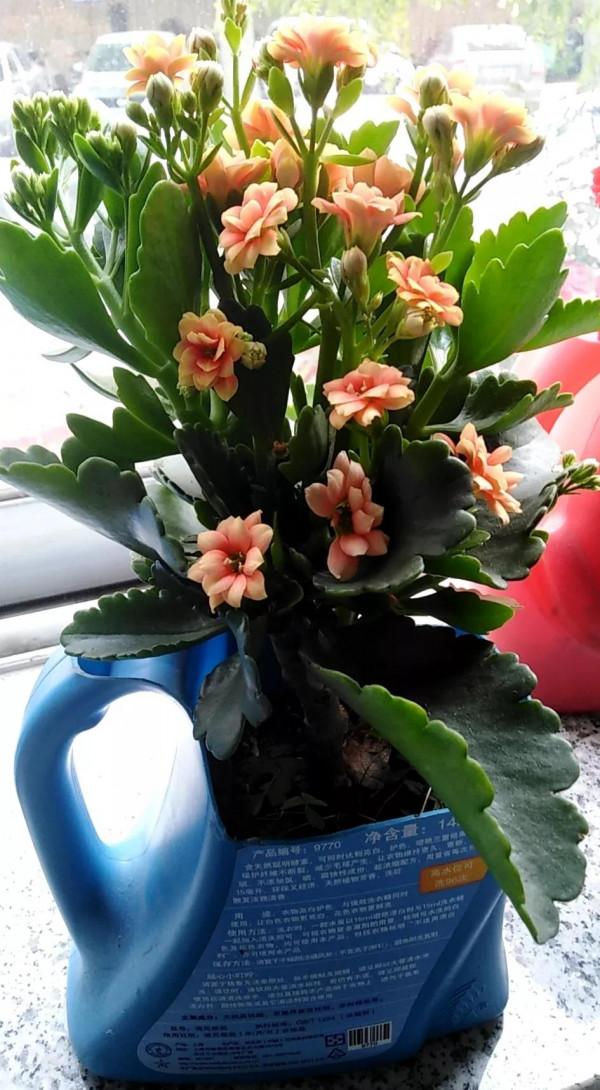 廢物改造成的養花神器