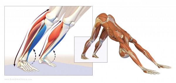 練瑜伽下犬式腳跟無法觸地?這些解剖常識你要知道 練瑜伽下犬式腳跟無法觸地?這些解剖常識你要知道