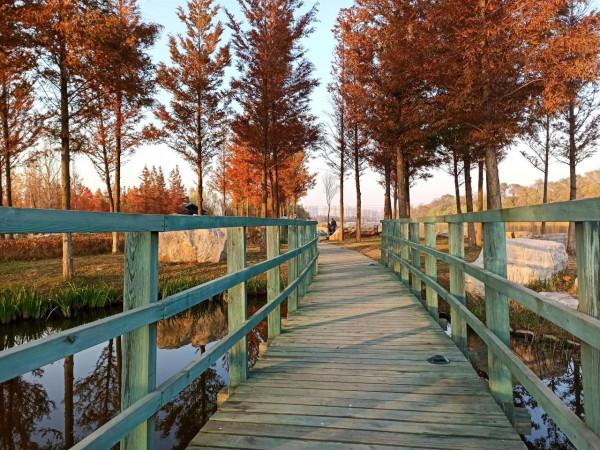 波光瀲灩水杉紅，層林盡染如畫中（之五）