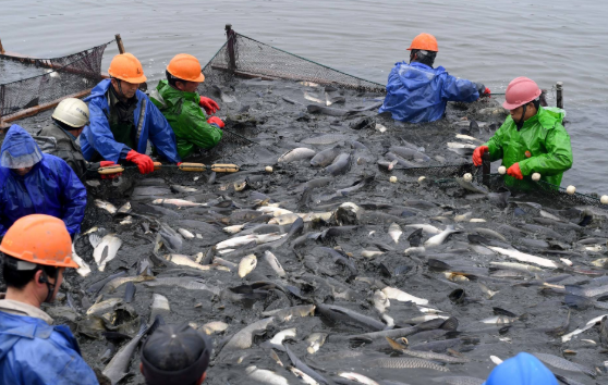 體大味美,備受釣友青睞的青魚,為何卻被稱為“索命魚”? 體大味美,備受釣友青睞的青魚,為何卻被稱為“索命魚”?