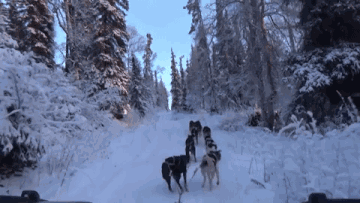 冬季適合養這幾種狗,抗凍又可以當暖手寶 冬季適合養這幾種狗,抗凍又可以當暖手寶