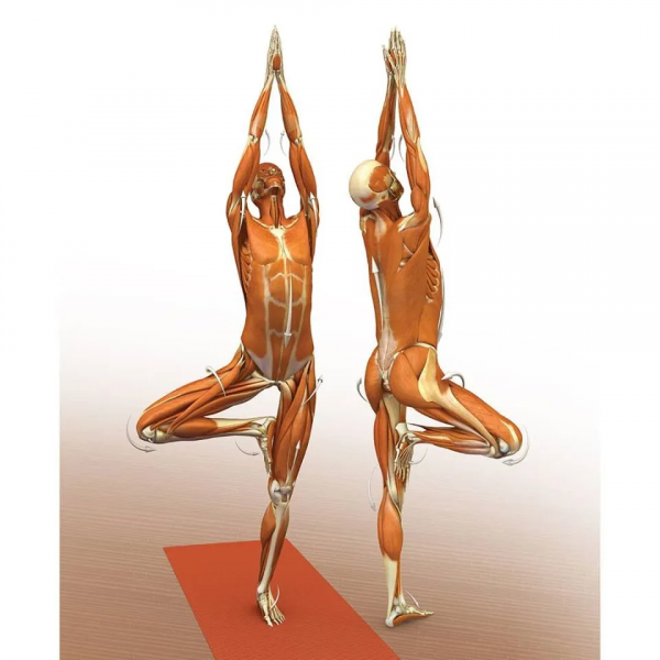 練瑜伽，這些解剖常識你要知道（附28個常見體式解剖圖）