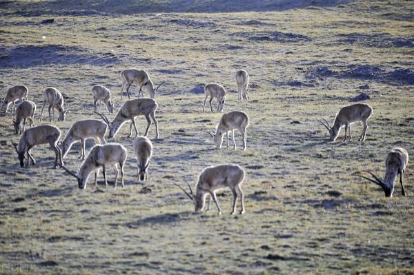一大批珍稀動物喜提降級,它們的棲息地你知道嗎? 一大批珍稀動物喜提降級,它們的棲息地你知道嗎?