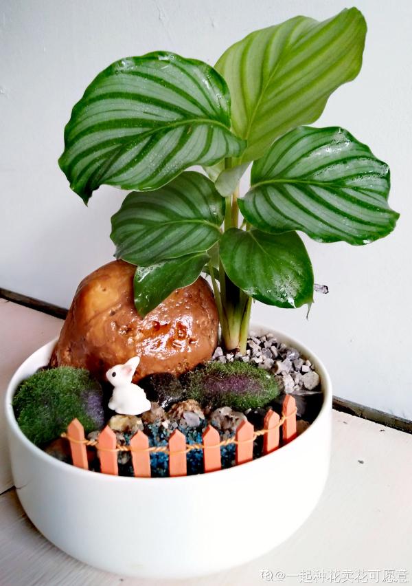 最像青蘋果的綠植,這5步做好,打造室內“青蘋果樂園” 最像青蘋果的綠植,這5步做好,打造室內“青蘋果樂園”