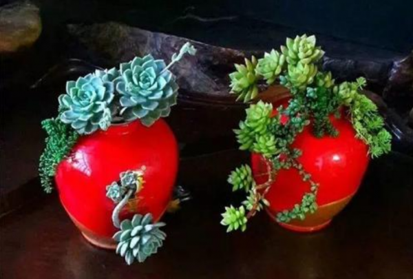 大爺不抽菸不喝酒，就愛撿酒瓶種花，養養就成傳家寶