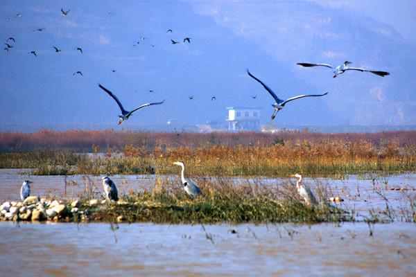 北京秋遊好去處!風景秀麗蘆葦飄蕩,門票免費適合自駕 北京秋遊好去處!風景秀麗蘆葦飄蕩,門票免費適合自駕