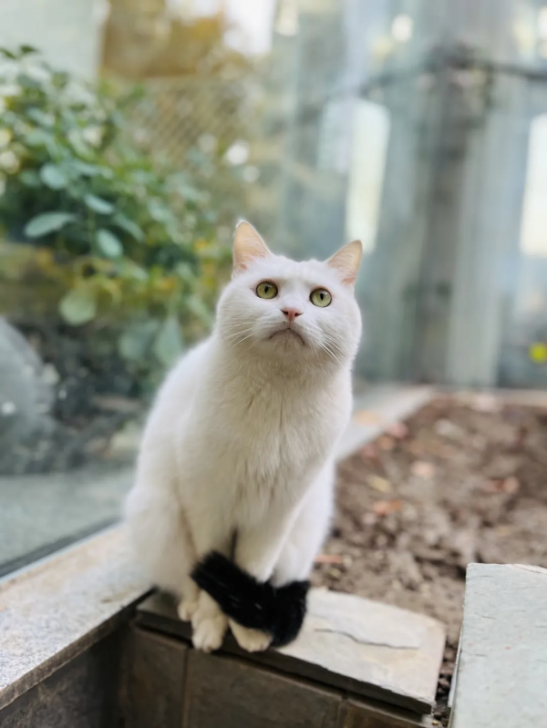 岳家槍和楊家槍能區分了嗎？