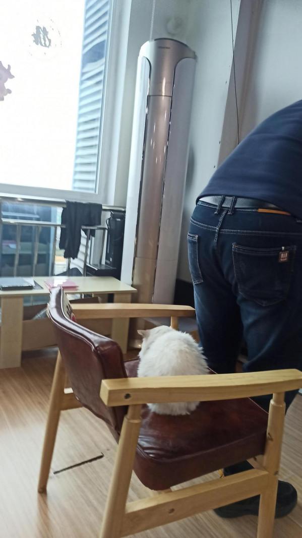 咦呀！貓生不過如此