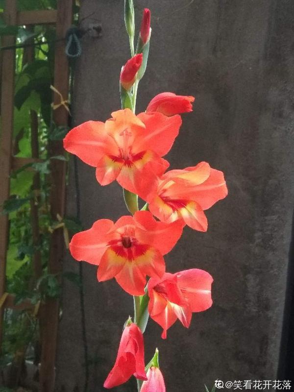 打破偏見!這4種適合送男士的花,他收到一定喜歡 打破偏見!這4種適合送男士的花,他收到一定喜歡