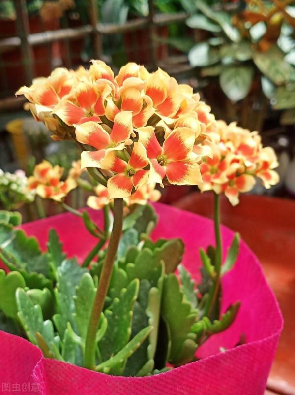 長壽花有“4喜”，順著喜好養，花開一大盆，真漂亮