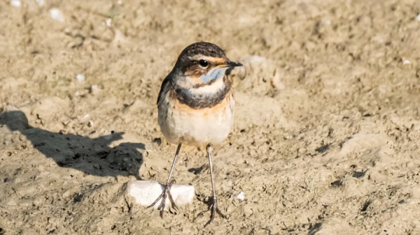 「山西鳥類圖鑑」| 藍喉歌鴝