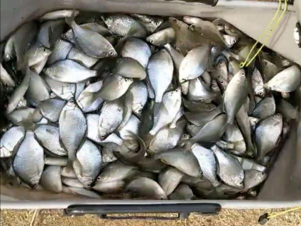 孝感河道“彩虹魚”大爆發，有人釣了一大桶，網友：這個魚超好吃