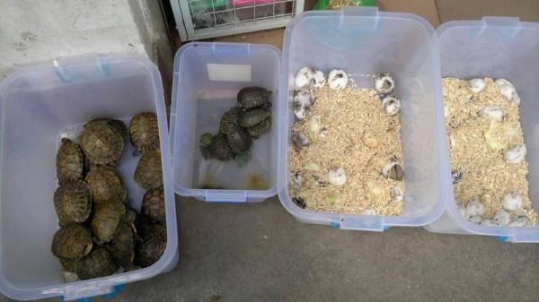 等待被交易的動物