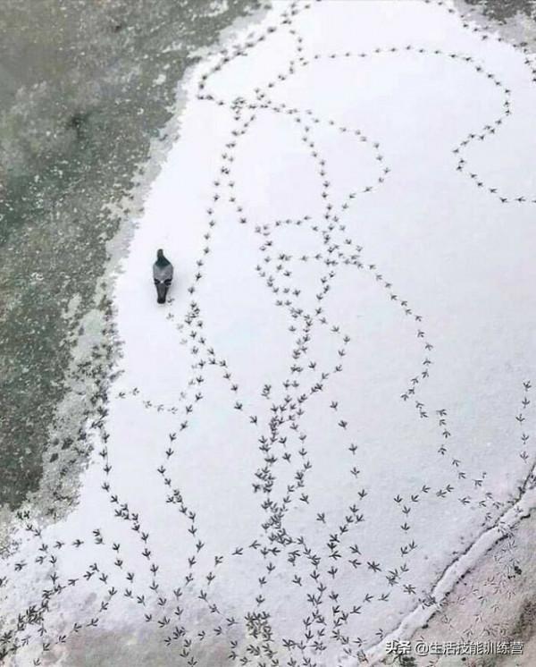 超治癒，50張可愛的寵物抓拍照片