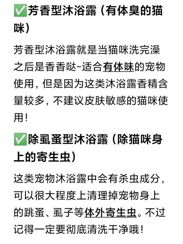 新手養貓最需要注意這個