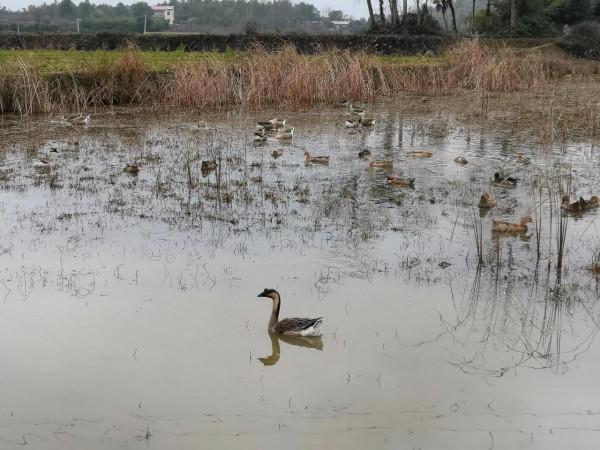 外婆家的可愛鴨鴨