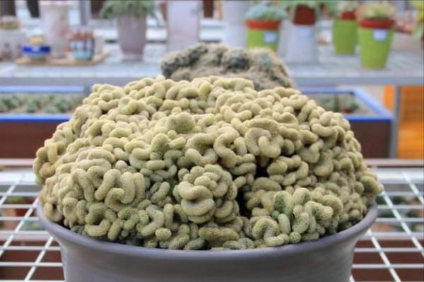 九種多肉,醜得不想看第二眼,越醜價格還越貴 九種多肉,醜得不想看第二眼,越醜價格還越貴