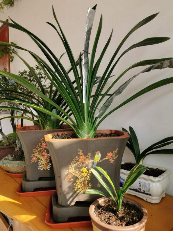 君子蘭養得好,多半是曬對了太陽,這麼曬太陽,葉子油亮花開爆 君子蘭養得好,多半是曬對了太陽,這麼曬太陽,葉子油亮花開爆