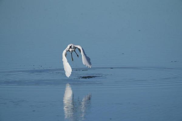 照片故事～今日小白鷺