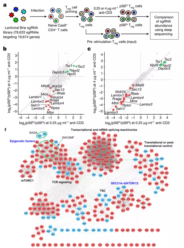 Nautre:全基因組篩選構建mTORC1調控網路的營養調控訊號樞紐 Nautre:全基因組篩選構建mTORC1調控網路的營養調控訊號樞紐