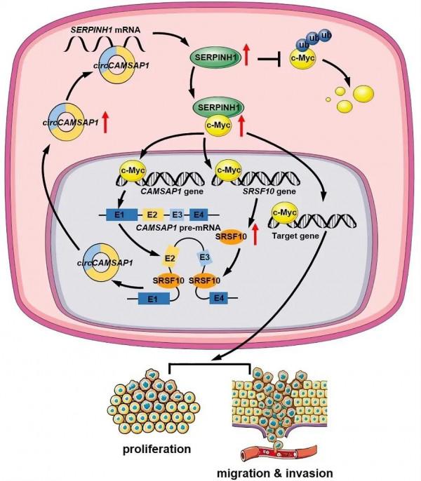 重要進展！中南大學熊煒團隊揭示環狀RNA促進鼻咽癌惡性進展的新機制