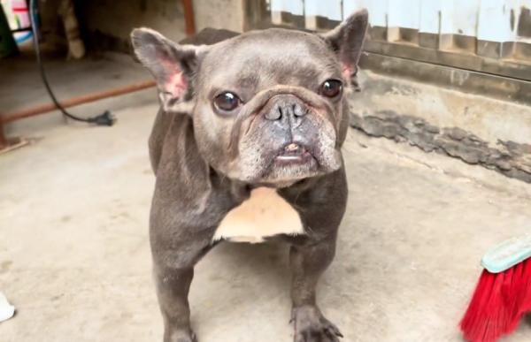 湖北：情侶分手搬走，懷孕法鬥成了流浪狗，狗狗：主人，我該咋辦