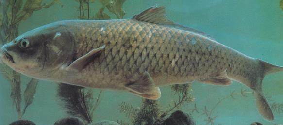 釣到這些魚，就趕緊放生吧，國家一二級保護野生魚類大全