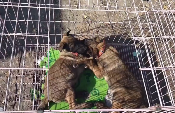 黑龍江:媽媽沒了,三隻小狗將被賣,狗狗們相互依偎:我們不分開 黑龍江:媽媽沒了,三隻小狗將被賣,狗狗們相互依偎:我們不分開