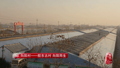 一畝地十萬塊,看小小西紅柿如何“紅火”了膠東半島上這個村 一畝地十萬塊,看小小西紅柿如何“紅火”了膠東半島上這個村