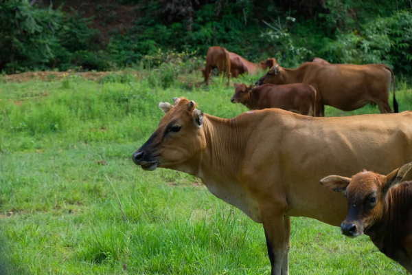二手寶馬X5硬實力面面俱到，20來萬價效比令人怦然心動