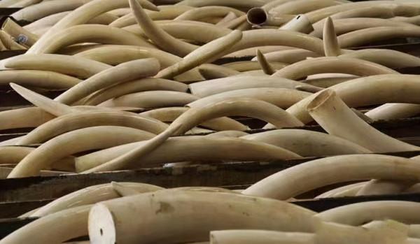 河南農民挖到&OpenCurlyDoubleQuote;兩顆蔬菜&rdquo;，專家花800元買下，如今成為鎮館之寶