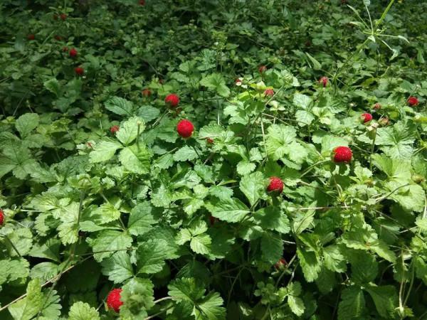 “蛇莓”，老人說蛇爬過有毒，其實藥用價值很高