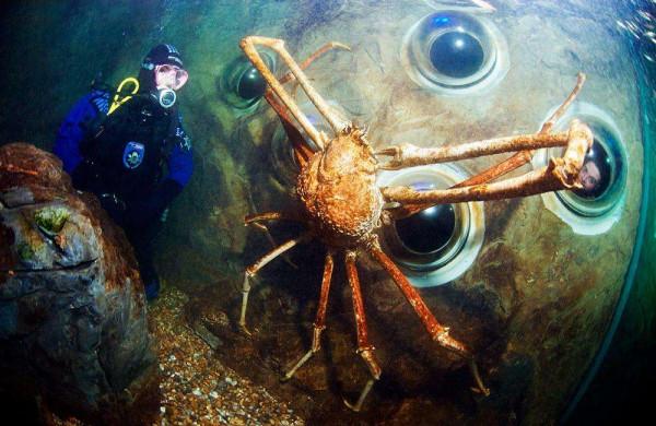 20張比你想象中要大的動物，比人還大的螃蟹