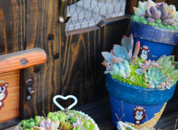 12月養多肉“拼盤”，套個“小罩子”，葉片照舊肥美多彩，惹人愛