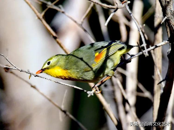 「百將文化」紅嘴相思鳥羽衣華麗、動作活潑、姿態優美、鳴聲悅耳 「百將文化」紅嘴相思鳥羽衣華麗、動作活潑、姿態優美、鳴聲悅耳