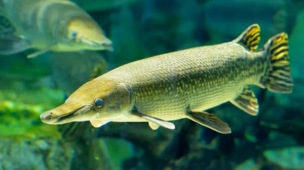 魚鱗的靈感啟發 魚鱗的靈感啟發