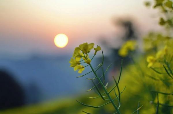 陸游最經典的10首詩詞，有愛國，有柔情，每一首都值得背誦