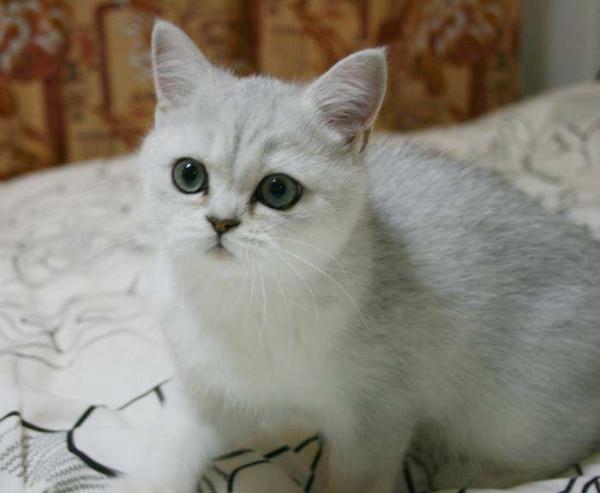 飼養攻略|英短銀漸層怎麼養? 飼養攻略|英短銀漸層怎麼養?